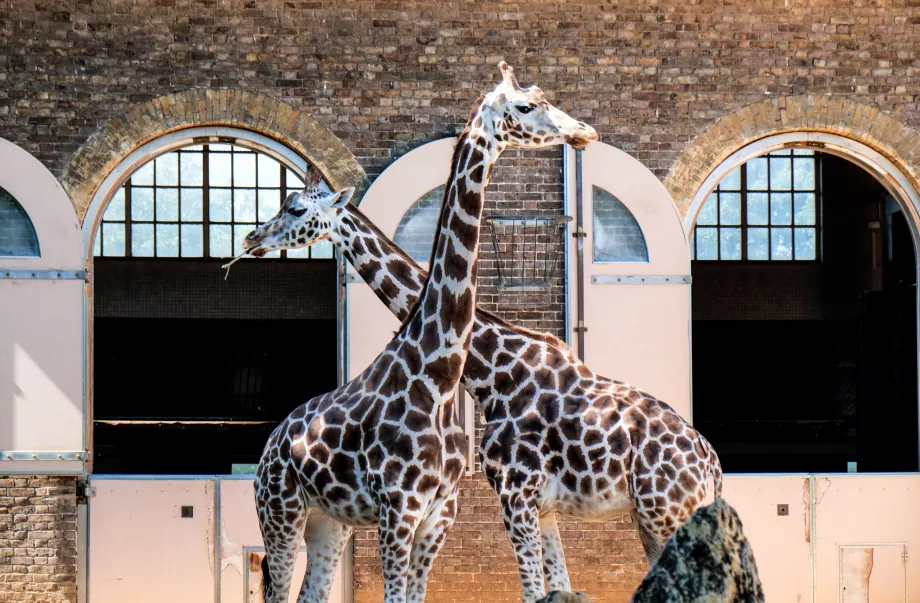 Žirafos Londono zoologijos sode