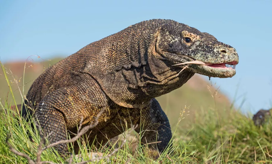 Varan iš Komodo