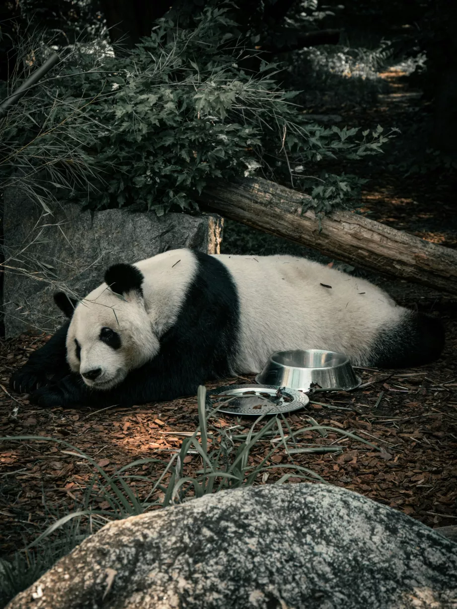 Didžiosios pandos Vienos zoologijos sode