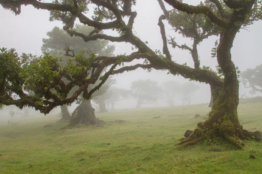 Laurel Forest