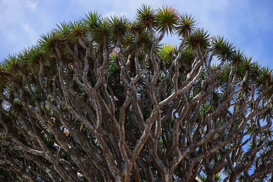 Dracena