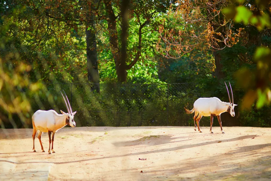 Zoologijos sodas Jardin des Plantes