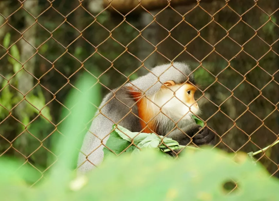 Cuc Phuong NP, Ninh Binh, Vietnamas