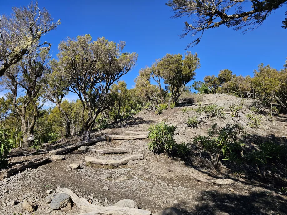 Kelias į Alto de Garajonay