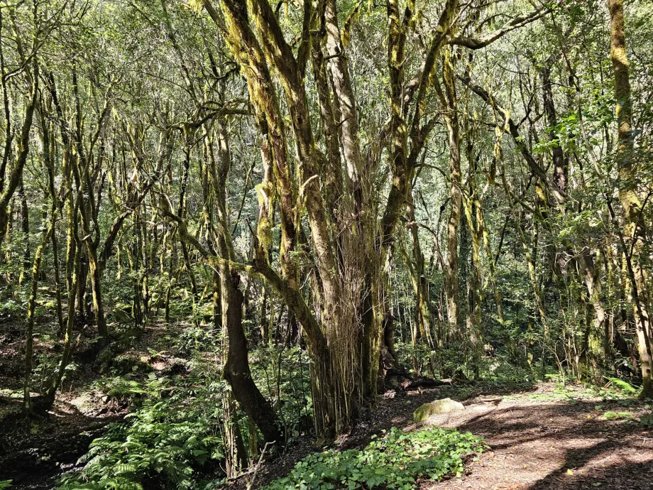 El Cedro apylinkių miškai