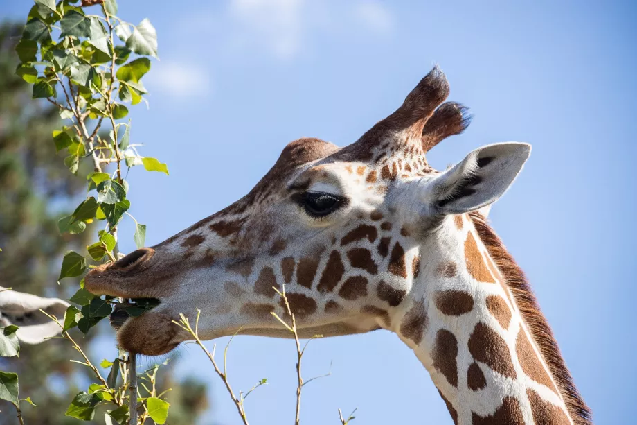 Žirafa Šionbruno zoologijos sode