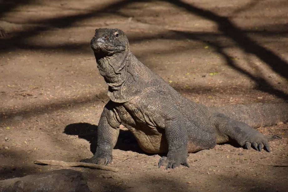 Komodo sala, Komodo salos, Indonezija