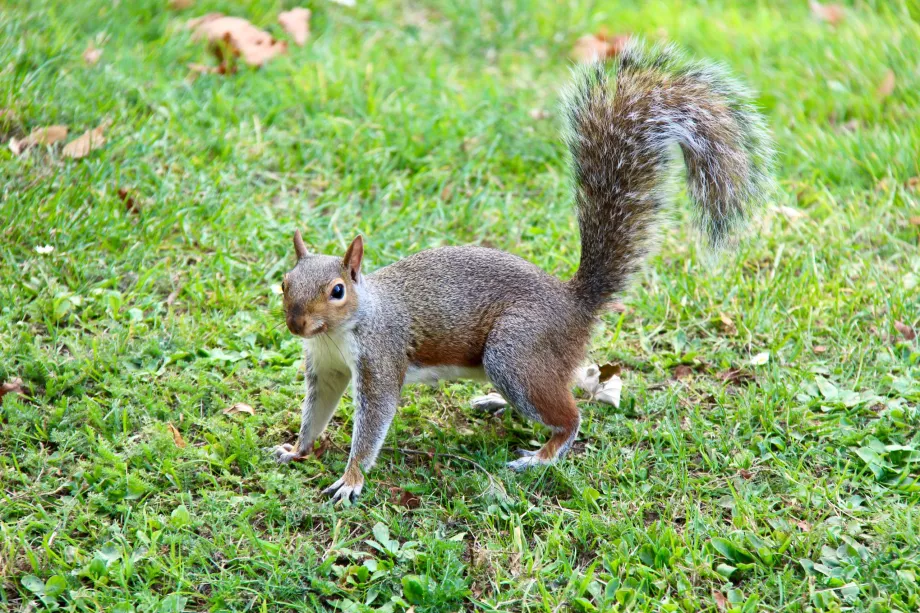 Voverė Hyde Park